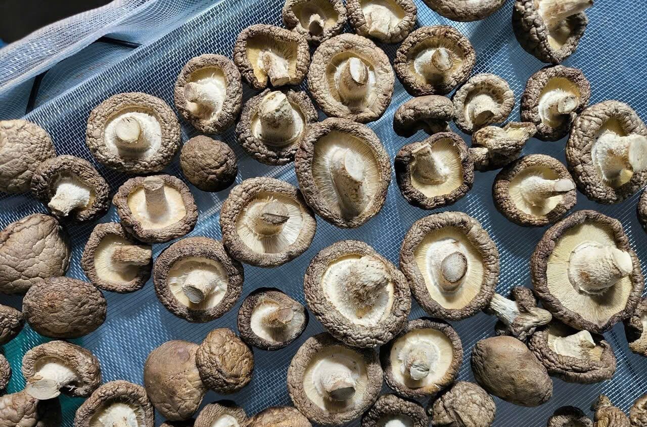 Shiitake-Pilze (Nấm hương), getrocknet